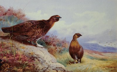 Red Grouse on the Moor by Archibald Thorburn